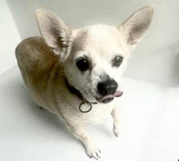 A657873 -  Chihuahua Dog for Adoption in Houston, Texas - A657873 | PetCurious