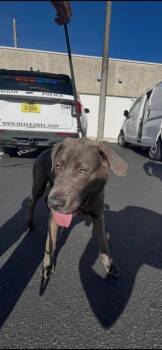JAKE -  Labrador Retriever Dog for Adoption in Doral, Florida - JAKE | PetCurious