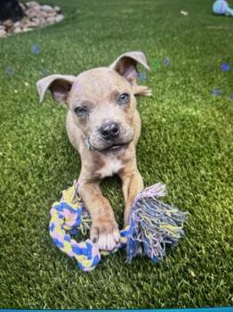 Link -  Pit Bull Terrier Dog for Adoption in Colorado Springs, Colorado - Link | PetCurious