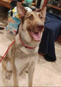 Rescue Shepherd and Husky Dogs for Adoption in Los Angeles, California - Jimmy | PetCurious