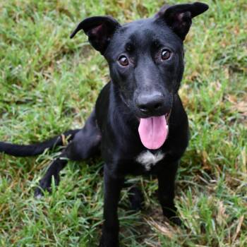 Bonnie -  Black Labrador Retriever Dog for Adoption in Beaumont, Texas - Bonnie | PetCurious