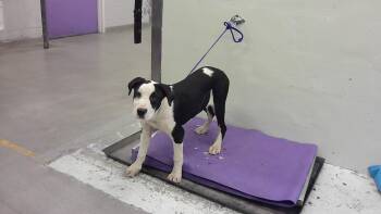 Labrador Retriever and Mixed Breed Dogs Available for Adoption in Houston, Texas - LORAINE | PetCurious