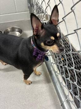 Laney -  Chihuahua Dog for Adoption in Rochester, New York - Laney | PetCurious
