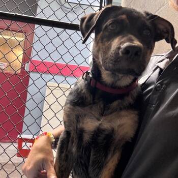 Gabriel -  Cane Corso and German Shepherd Dog Dog for Adoption in Clearwater, Florida - Gabriel | PetCurious
