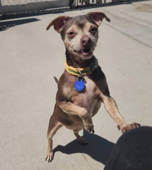 Chihuahua Dogs Available for Adoption in Peru, Illinois - Lil Bit | PetCurious