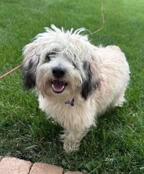Zion CA -  Havanese Dog for Adoption in Hillside, Illinois - Zion CA | PetCurious