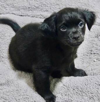 Luki-Adorable Fluffy Chi Puppy! -  Chihuahua Dog for Adoption in Fort Myers, Florida - Luki-Adorable Fluffy Chi Puppy! | PetCurious