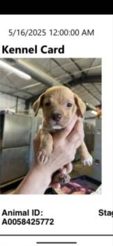 Chihuahua and Dachshund Dogs Available for Adoption - Scout | PetCurious