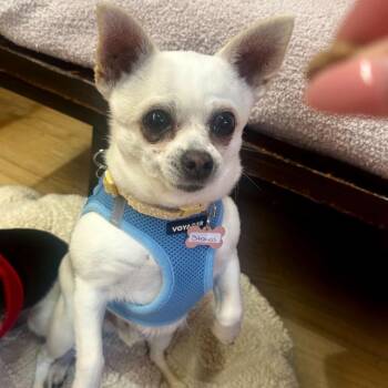 Strauss 14126 -  Chihuahua Dog for Adoption in San Francisco, California - Strauss 14126 | PetCurious