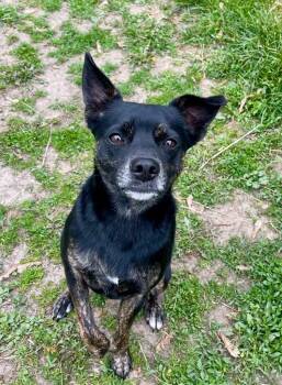 Rescue Chihuahua and Cattle Dog Dogs for Adoption in Shorewood, Illinois - Scout | PetCurious