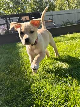 Goldie -  Mixed Breed Dog for Adoption in Grand Forks, North Dakota - Goldie | PetCurious