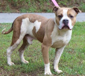 Pit Bull Terrier Dogs Available for Adoption in Prattville, Alabama - Handsome 43431 | PetCurious