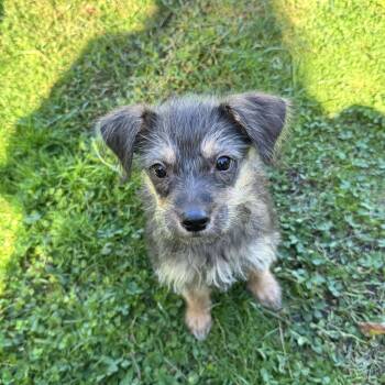 Hex -  Terrier Dog for Adoption in Gainesville, Virginia - Hex | PetCurious
