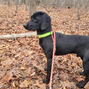 Black Labrador Retriever and Mixed Breed Dogs Available for Adoption - Maverick | PetCurious