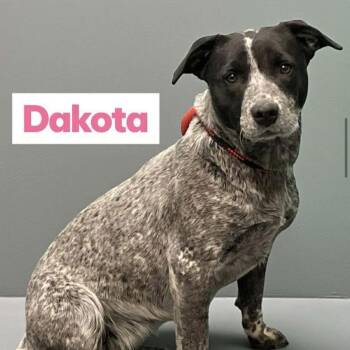 Australian Cattle Dog Blue Heeler Dogs Available for Adoption - Dakota | PetCurious