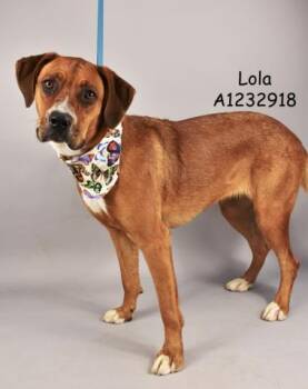 Rescue Boxer Dogs for Adoption in Thousand Oaks, California - Lola | PetCurious