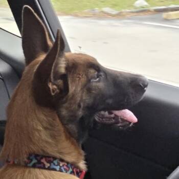 RGFL-Stray-738 Carolina Reaper -  Belgian Shepherd Malinois Dog for Adoption in Venice, Florida - RGFL-Stray-738 Carolina Reaper | PetCurious