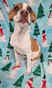 Rescue Mixed Breed Dogs for Adoption in West Chester, Pennsylvania - Tin Man | PetCurious