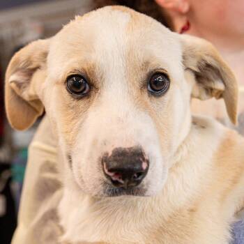 Mixed Breed Dogs Available for Adoption - Luffy *Avail Tues 3/17* *Avail By Appt* | PetCurious