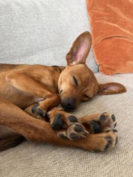 Chihuahua and Rat Terrier Dogs Available for Adoption - Duncan | PetCurious