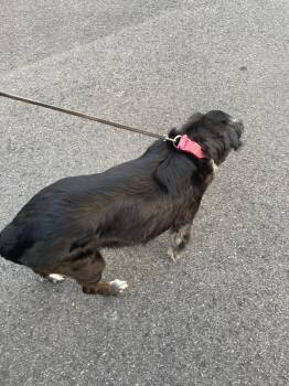 Gemstone -  Mixed Breed Dog for Adoption in Cincinnati, Ohio - Gemstone | PetCurious