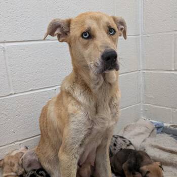 Molly -  Catahoula Leopard Dog and Shepherd Dog for Adoption in Buchanan Dam, Texas - Molly | PetCurious