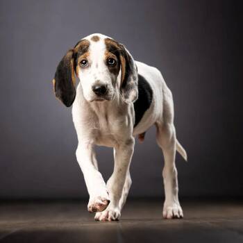 Charlie -  Hound and Mixed Breed Dog for Adoption in Jupiter, Florida - Charlie | PetCurious