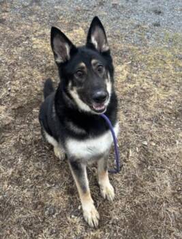 German Shepherd Dog Dogs Available for Adoption - SHUFFLEBOARD | PetCurious