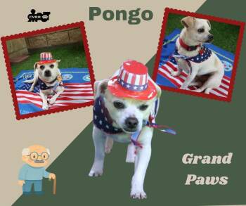 Pongo (GrandPaws) -  Terrier Dog Available for Adoption in Lindsay, California - Pongo (GrandPaws) | PetCurious