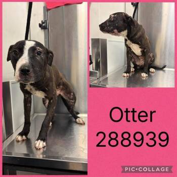 OTTER -  Mixed Breed Dog for Adoption in Macon, Georgia - OTTER | PetCurious