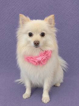 Princess Pearl -  Pomeranian Dog for Adoption in Lodi, California - Princess Pearl | PetCurious