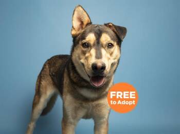 Siberian Husky and Mixed Breed Dogs Available for Adoption in Phoenix, Arizona - BOWIE | PetCurious