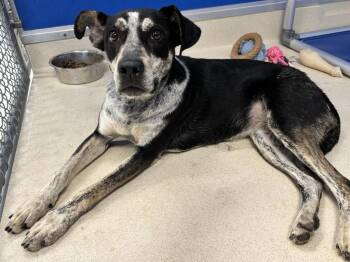 Santa Fe -  Cattle Dog and Mixed Breed Dog for Adoption in Moriarty, New Mexico - Santa Fe | PetCurious
