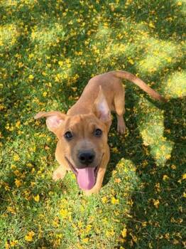CHULA -  Pit Bull Terrier and Mixed Breed Dog for Adoption in Blythe, California - CHULA | PetCurious