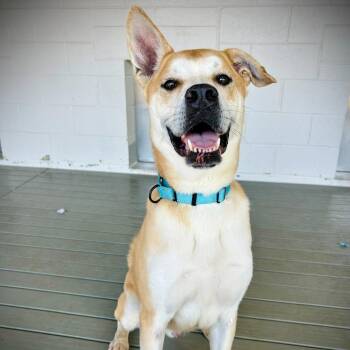 Canaan Dog and Mixed Breed Dogs Available for Adoption - Reese | PetCurious