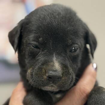 Australian Cattle Dog Blue Heeler Dogs Available for Adoption in Midland, Texas - Lotso | PetCurious