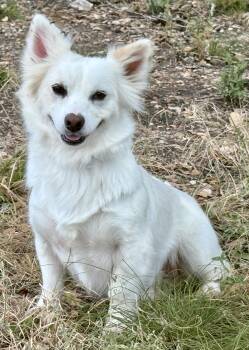 Dove ..one day I will fly away to my forever home -  Corgi and Pembroke Welsh Corgi Dog for Adoption in Hondo, Texas - Dove ..one Day I Will Fly Away To My Forever Home | PetCurious