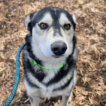 Lightfoot -  Siberian Husky Dog for Adoption in Oakland, California - Lightfoot | PetCurious