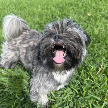 Shih Tzu Dogs Available for Adoption - Snorkel  | PetCurious