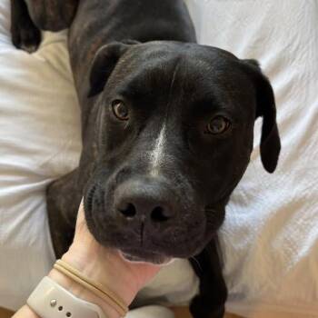 Plott Hound Dogs Available for Adoption - Jack | PetCurious