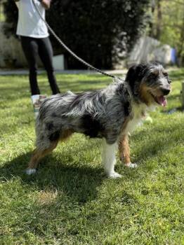 Schnauzer and Australian Cattle Dog Blue Heeler Dogs Available for Adoption in Locust Fork, Alabama - Ollie | PetCurious