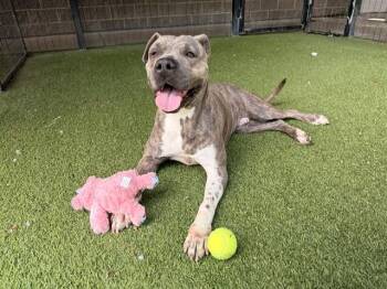 Pit Bull Terrier Dogs Available for Adoption in Rowlett, Texas - NINA | PetCurious