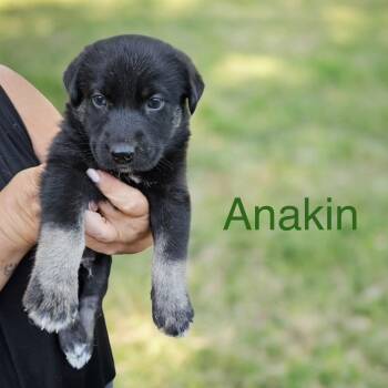 Shepherd Dogs Available for Adoption in Columbia, South Carolina - Anakin | PetCurious