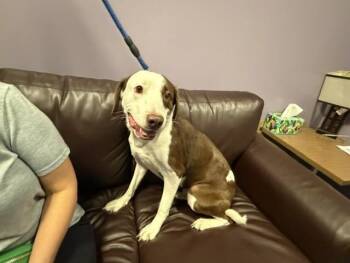 Labrador Retriever and Mixed Breed Dogs Available for Adoption in Doral, Florida - RAPHAEL | PetCurious