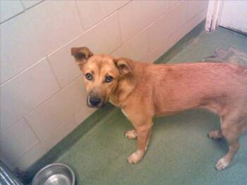 Rescue Mixed Breed Dogs for Adoption in Santa Fe, New Mexico - A172778 | PetCurious