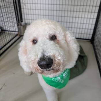 Rescue Standard Poodle Dogs for Adoption in Houston, Texas - Thanos | PetCurious