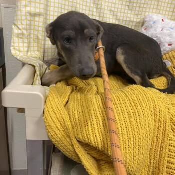 ASTRA -  Doberman Pinscher and Mixed Breed Dog for Adoption in Modesto, California - ASTRA | PetCurious
