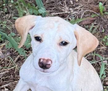 Sally -  Labrador Retriever and Terrier Dog for Adoption in Bedford, Virginia - Sally | PetCurious