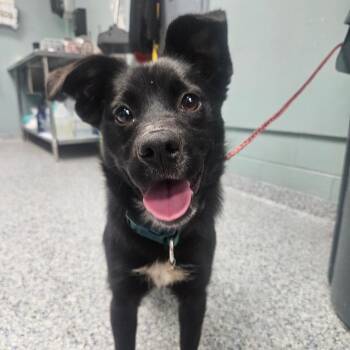 Australian Shepherd Dogs Available for Adoption in Greenville, South Carolina - Lapis | PetCurious