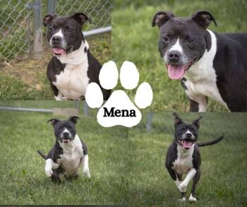 Mena -  Pit Bull Terrier Dog for Adoption in Winchester, Kentucky - Mena | PetCurious